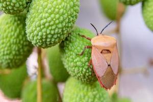 Braun marmorierte Stinkwanze Halyomorpha Halys auf grünen Litschifrüchten foto