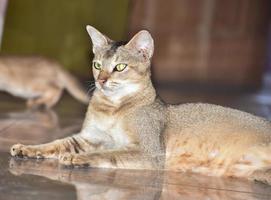 Abessinierkatze in Bangladesch. foto