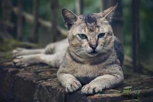 felis catus ist eine heimische Art von kleinen fleischfressenden Säugetieren. dunkellaunisch. foto