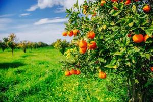 Zweig Orangenbaum. foto