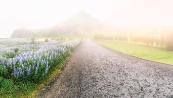 wilder blauer lupinus, der im sommer im hohen gras blüht foto