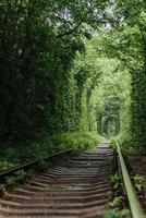 natürlicher Tunnel der Liebe, der aus den Bäumen auftaucht foto