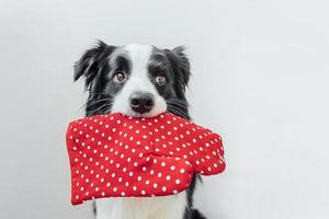 lustiger süßer Hündchen-Border-Collie mit Küchentopfhalter, Ofenhandschuh im Mund isoliert auf weißem Hintergrund. kochhund kocht abendessen. hausgemachtes essen, restaurantmenükonzept. Kochvorgang. foto