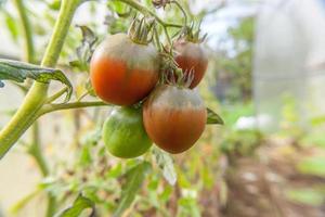 garten- und landwirtschaftskonzept. frische reife organische rote Tomaten, die im Gewächshaus wachsen. Gewächshaus produzieren. pflanzliche vegane vegetarische Lebensmittelproduktion aus eigenem Anbau. foto