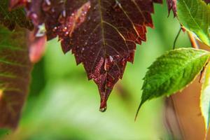 Weinbau Weinindustrie. Tropfen Regenwasser auf grünen Weinblättern im Weinberg foto