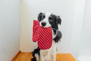 lustiges porträt des niedlichen welpen-hunde-border-collie, der küchenlöffel-pfannen-ofenhandschuh im mund zu hause drinnen hält. kochhund kocht abendessen. hausgemachtes essen, restaurantmenükonzept. Kochvorgang. foto