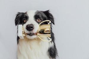 süßer Hündchen-Border-Collie, der Gold-Champion-Trophäenbecher im Mund hält, isoliert auf weißem Hintergrund. Siegermeister lustiger Hund. Sieg erster Platz des Wettbewerbs. gewinn- oder erfolgskonzept. foto