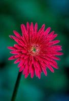 gerbera jamesonii frühlingsblühende blume foto