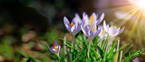 Blühende violette Krokusblumen in einem weichen Fokus an einem sonnigen Frühlingstag foto