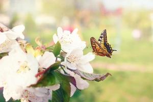 schmetterling und eine schöne naturansicht von frühlingsblühenden bäumen auf unscharfem hintergrund. foto