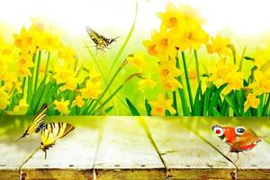 gelbe Narzissen und Schmetterlinge im Garten foto