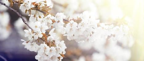 schöne naturansicht von frühlingsblühenden bäumen auf unscharfem hintergrund. foto