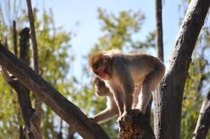 Japanischer Makaken Macaca fuscata, auch bekannt als Schneeaffe foto