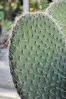 kaktus stachelige sukkulente pflanze der familie cactaceae foto