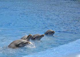 Delphin-Säugetier
