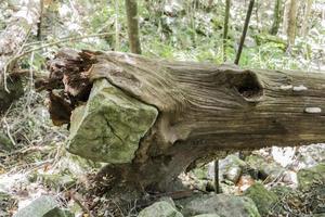 baum frisst stein, umhüllt fels bricht nach sturm. foto