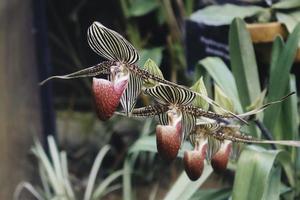 Nahaufnahme der wunderschönen Paphiopedilum-Orchidee foto