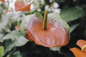 Anthuriumblumen mit tropischem Hintergrund foto