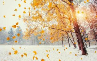 licht bricht durch die herbstblätter der bäume foto