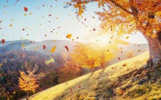 Birkenwald am sonnigen Nachmittag während der Herbstsaison foto