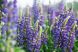 lila Lupinenblüten im grünen Gras foto