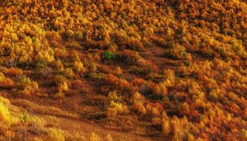 Wald am sonnigen Nachmittag während der Herbstsaison. Karpaten. Ukraine foto