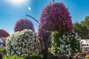 Blumen im Park foto