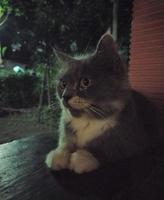 süße graue Katze foto