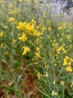 gelbe Blume, sorisa ful im Garten mit unscharfem Hintergrund foto