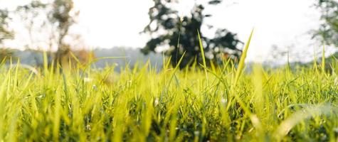 Garten mit grünem Gras im Frühjahr foto