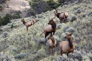 Elch oder Wapiti in Yellowstone foto