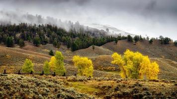 Malerische Aussicht auf die Landschaft im Yellowstone-Nationalpark foto