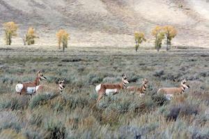 Pronghorn-Hirsch, der Yellowstone durchstreift foto