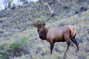 Elch oder Wapiti in Yellowstone foto