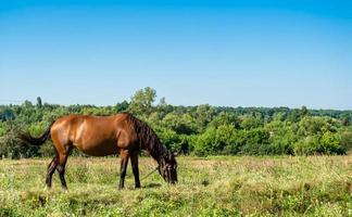 schöner wilder brauner pferdehengst auf sommerblumenwiese foto