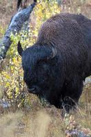 Amerikanischer Bison auf den Ebenen in Yellowstone foto