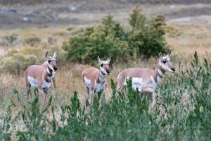 Gabelbock auf den Ebenen in Yellowstone foto