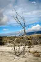 toter Baum in Mammoth Hot Springs foto