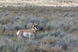 Pronghorn-Hirsch, der Yellowstone durchstreift foto