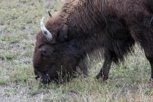 Amerikanischer Bison im Schnee in Yellowstone foto