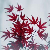 rote Ahornblätter in der Herbstsaison foto