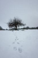 Schnee auf dem Baum im Berg in der Wintersaison foto