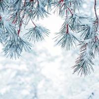Schnee auf den Kiefernblättern in der Wintersaison foto