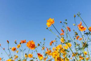 gelbe Kosmosblume und blauer Himmel foto