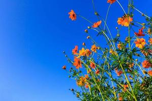 gelbe Kosmosblume und blauer Himmel foto