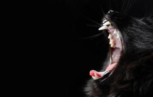 Schwarze Katze mit weißen Reißzähnen auf schwarzem Hintergrund öffnete gähnend ihren Mund.
