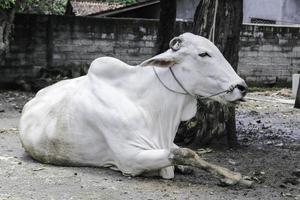 Ongole-Kreuzungsrind oder javanische Kuh oder weiße Kuh oder Sapi Peranakan Ongole oder Bos Stier ist das größte Rind in Indonesien auf traditioneller Farm, Indonesien. traditionelle Viehzucht. foto