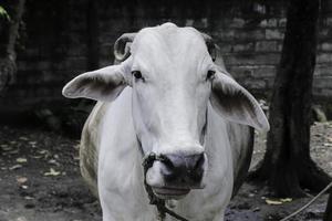 Ongole-Kreuzungsrind oder javanische Kuh oder weiße Kuh oder Sapi Peranakan Ongole oder Bos Stier ist das größte Rind in Indonesien auf traditioneller Farm, Indonesien. traditionelle Viehzucht. foto