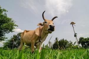 Kühe stehen auf der grünen Wiese. foto