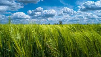 Panoramablick über die schöne landwirtschaftliche Landschaft mit grünem Weizenfeld in Nahaufnahme, Sommer, an sonnigen Tagen und blauem bewölktem Himmel. foto